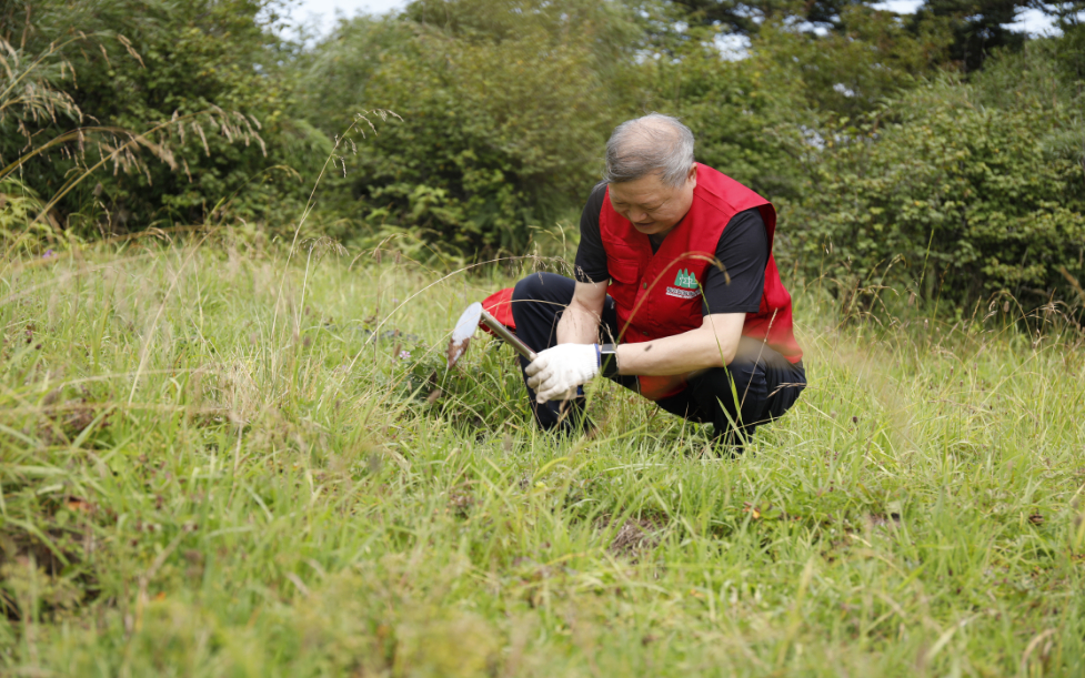 首次野外回归 ：5.5万株濒危植物神农香菊在“华中屋脊”神农顶安家